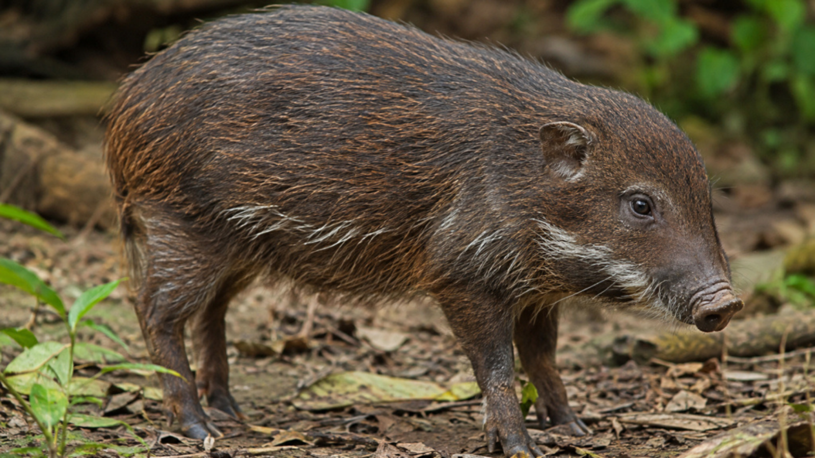 Assam’s Pygmy Hog Conservation: From 6 to 194 Animals