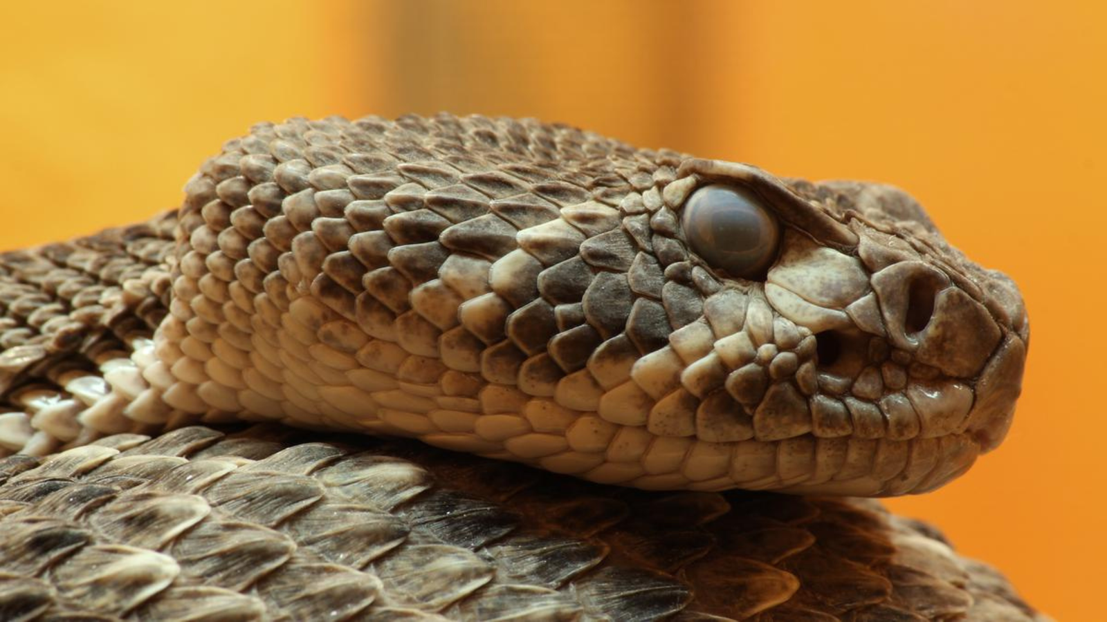 Rattlesnake Blood Protein Shows Promise Against Venom