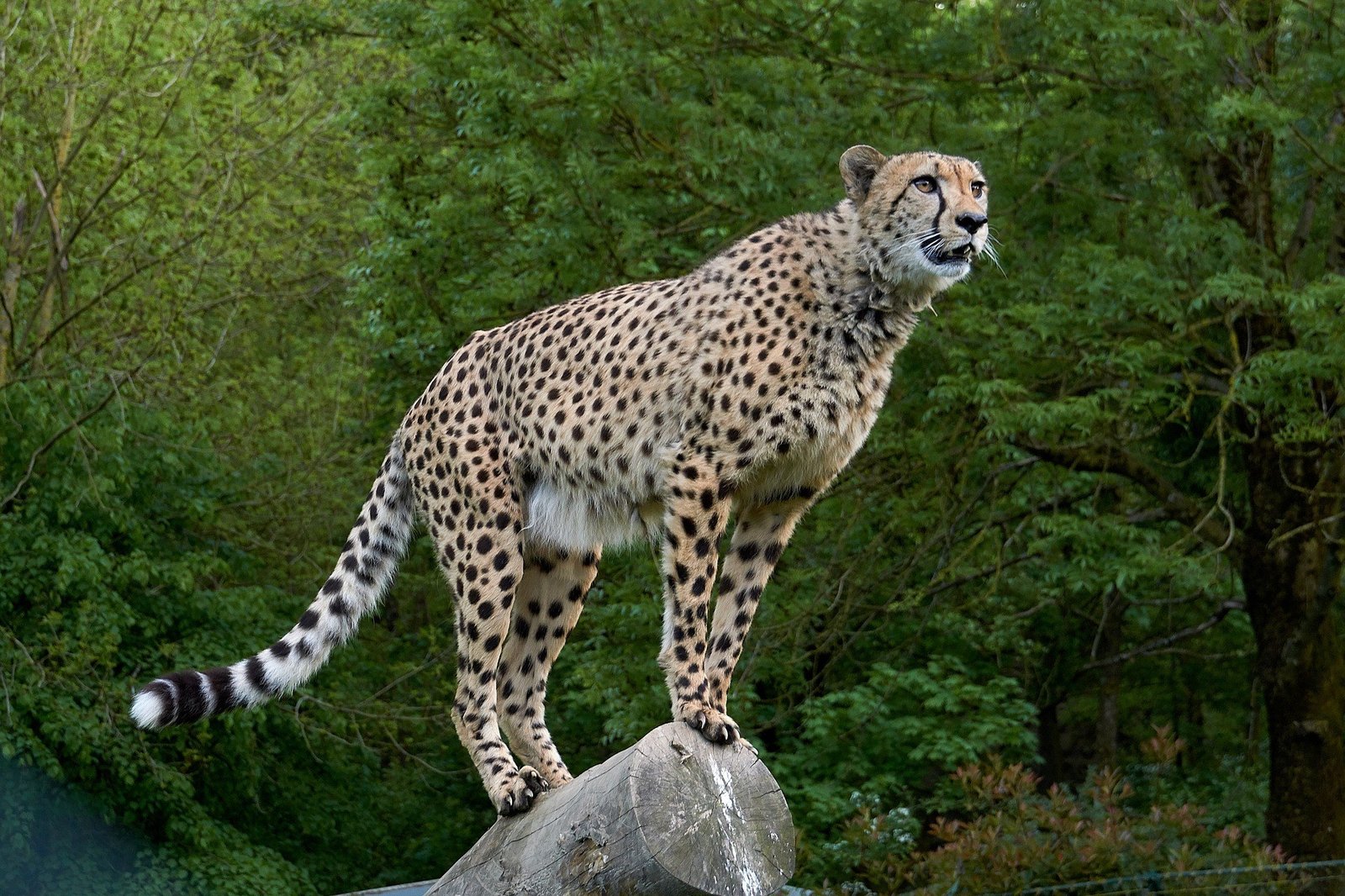 India’s Cheetah Count Reaches 52 In Four Years