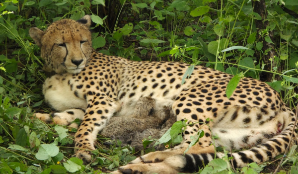 Indian‑Born Cheetah Welcomes Four Cubs at Kuno