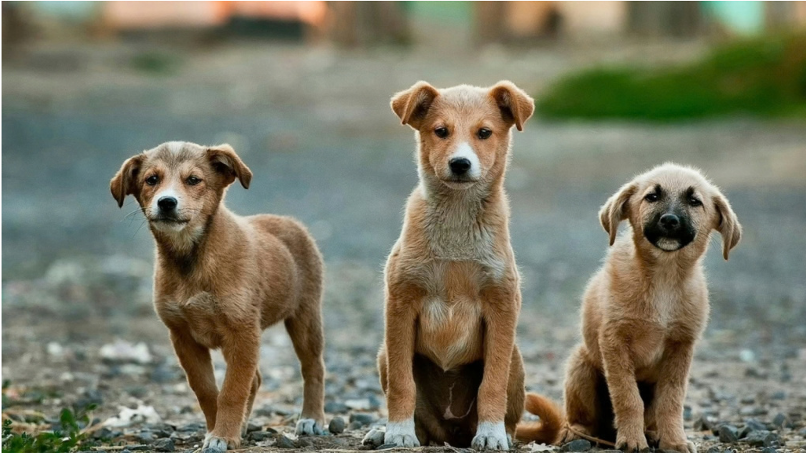How to Help a Rescued Dog Settle Into Your Home
