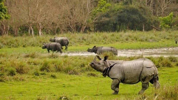 PM Modi: India Now Key Custodian of Greater One‑Horned Rhinoceros