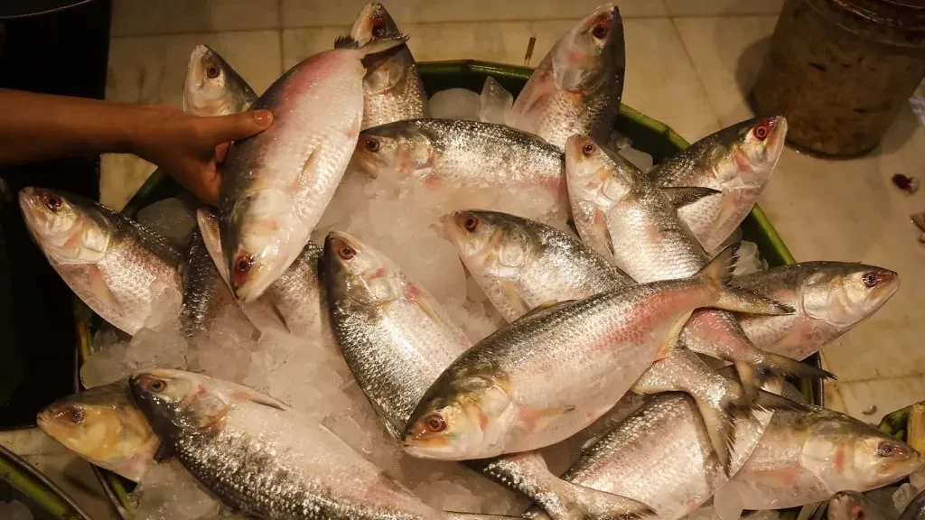 Bangladesh Halts Hilsa Exports to India Ahead of Durga Puja