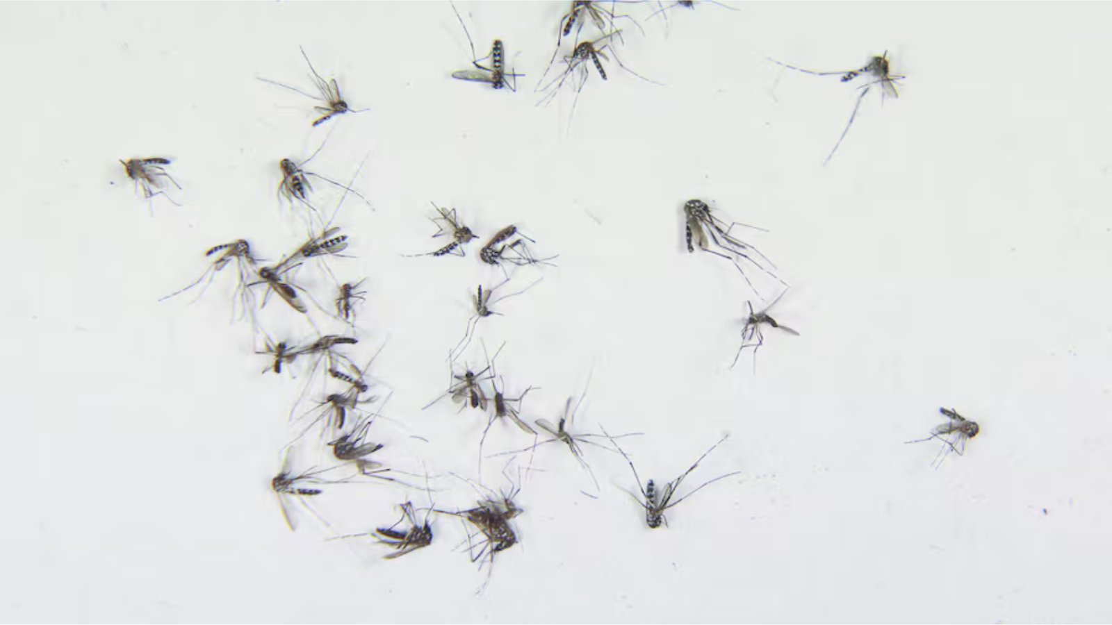 Florida Counties Declare Emergency Over Rising Dengue Cases