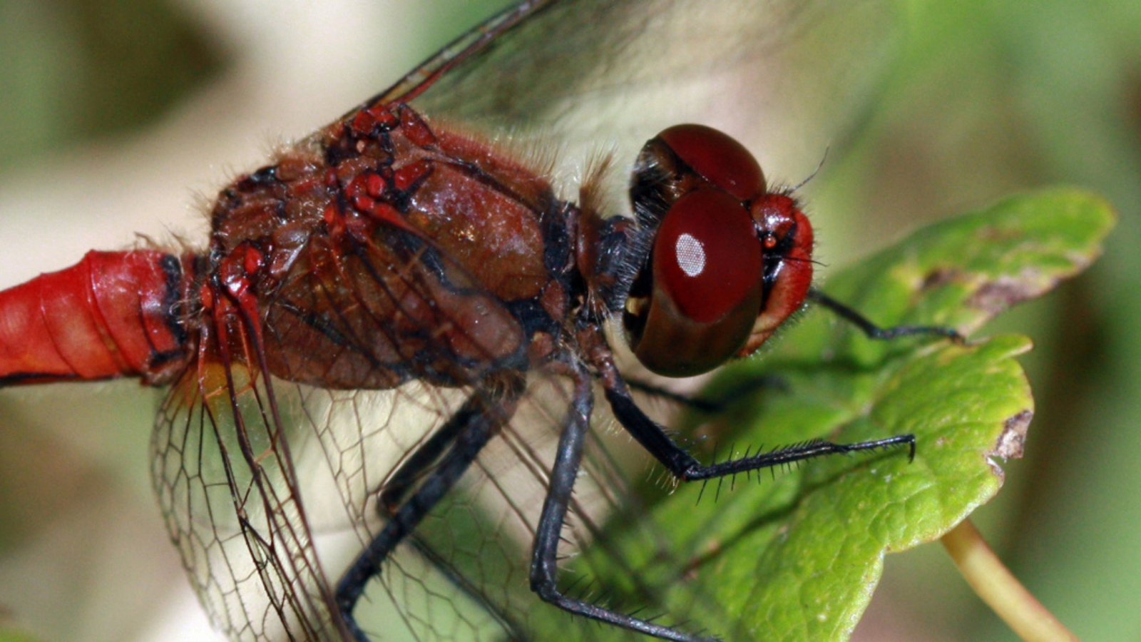 Why Dragonflies Have Near-360-Degree Vision