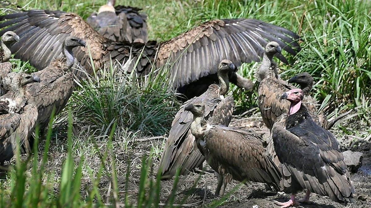 Vulture Survey Begins in Wayanad Wildlife Sanctuary