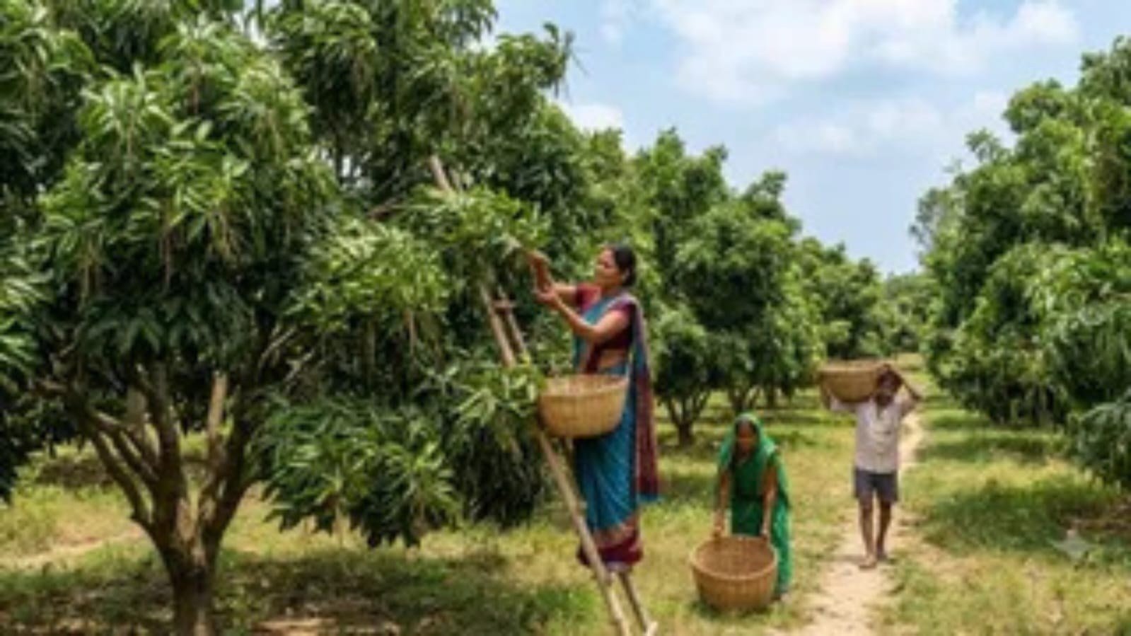 बिहार में लीची की खेती पर ₹80 हजार, किसानों को बड़ा लाभ
