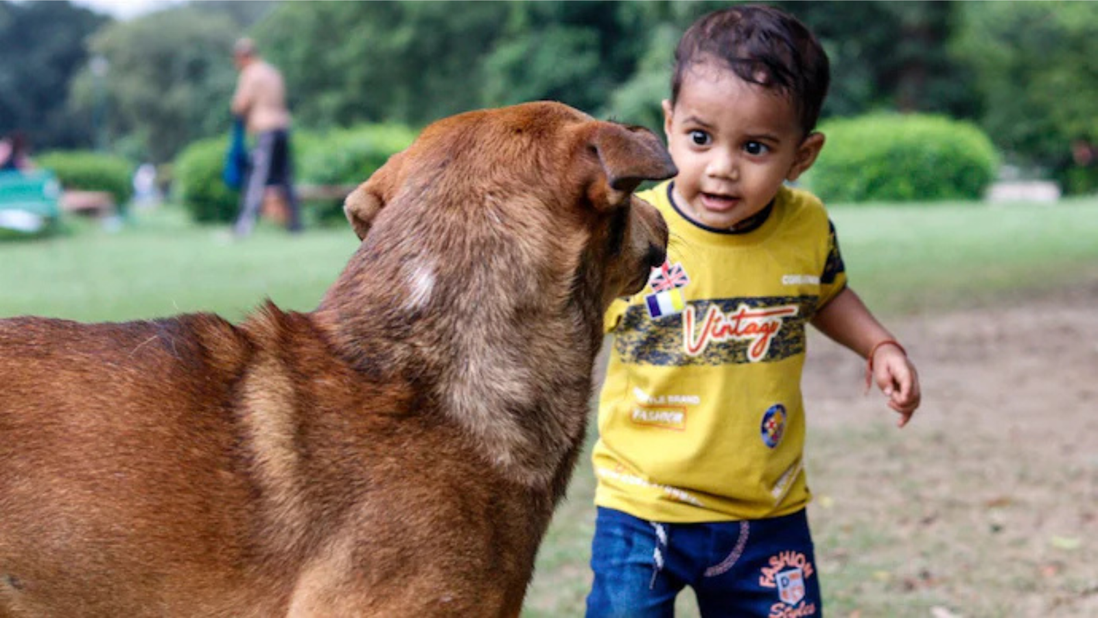 Rabies Vaccine Before Dog Bites: Which Children Need It?