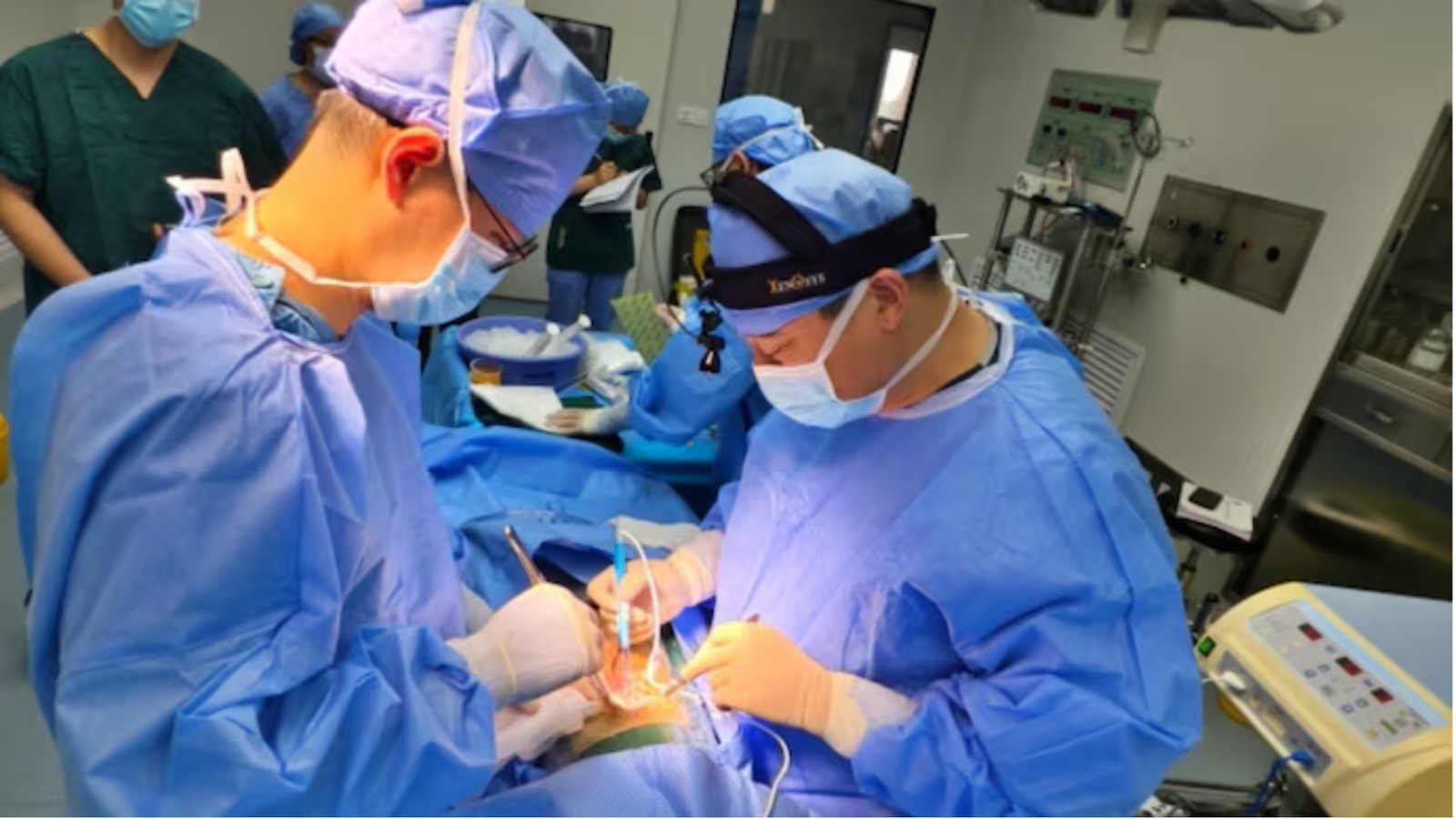 Pig-to-Human Organ Transplants: India Builds Expertise