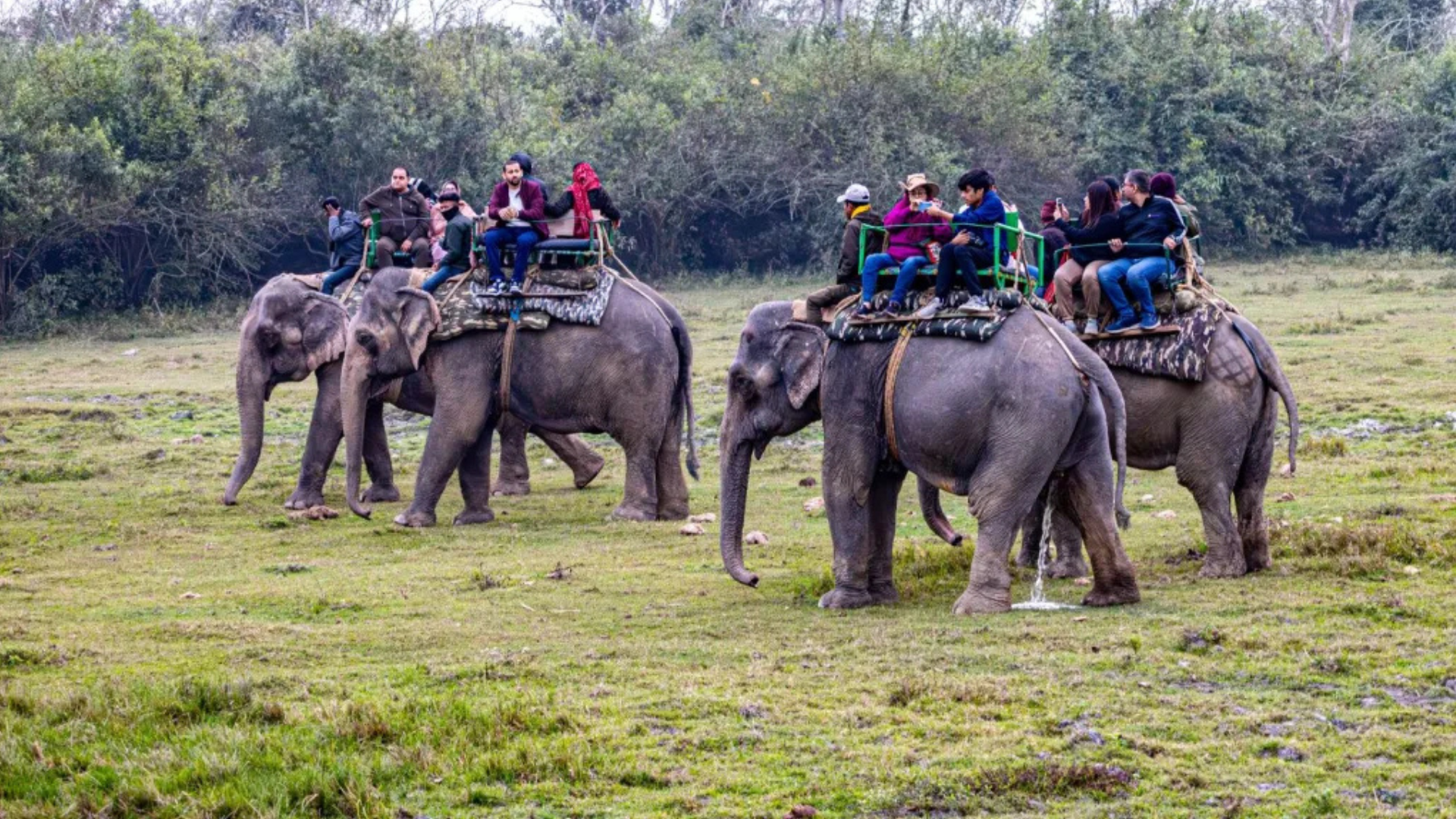 India’s national parks and wildlife reserves are welcoming visitors as the safari season returns after the monsoon.