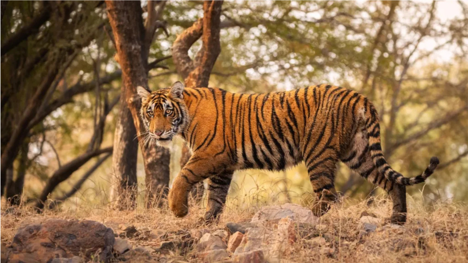 The Royal Bengal tiger’s name combines its geographical association with Bengal and a long-standing image of majesty and power.