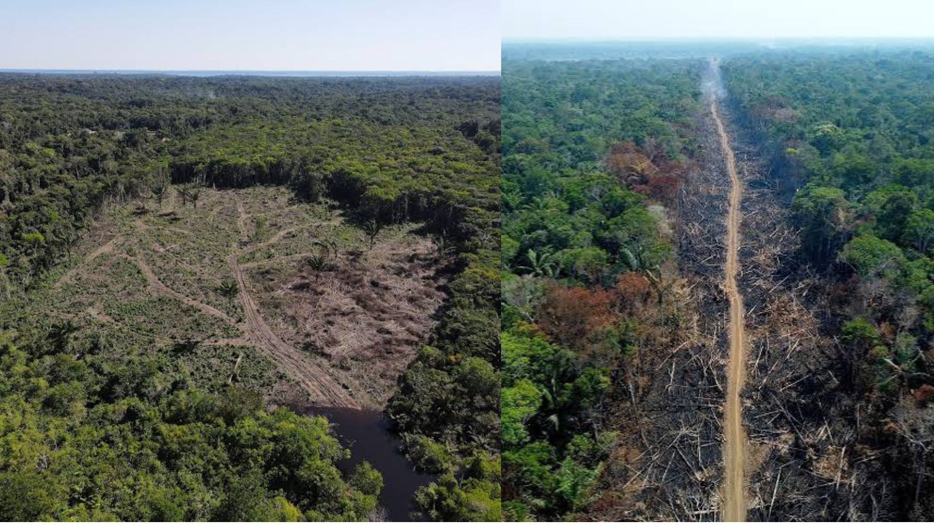 Brazil reports a 41.8% decline in Amazon deforestation as forest protection becomes a key issue ahead of the presidential run-off.