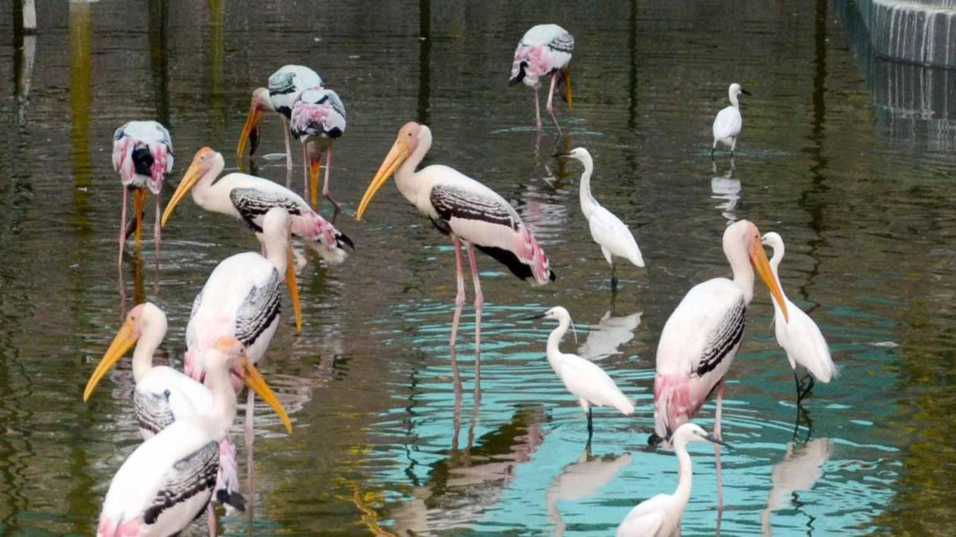 Vandalur Zoo Closed for Two Days After H5N1 Bird Flu Confirmation