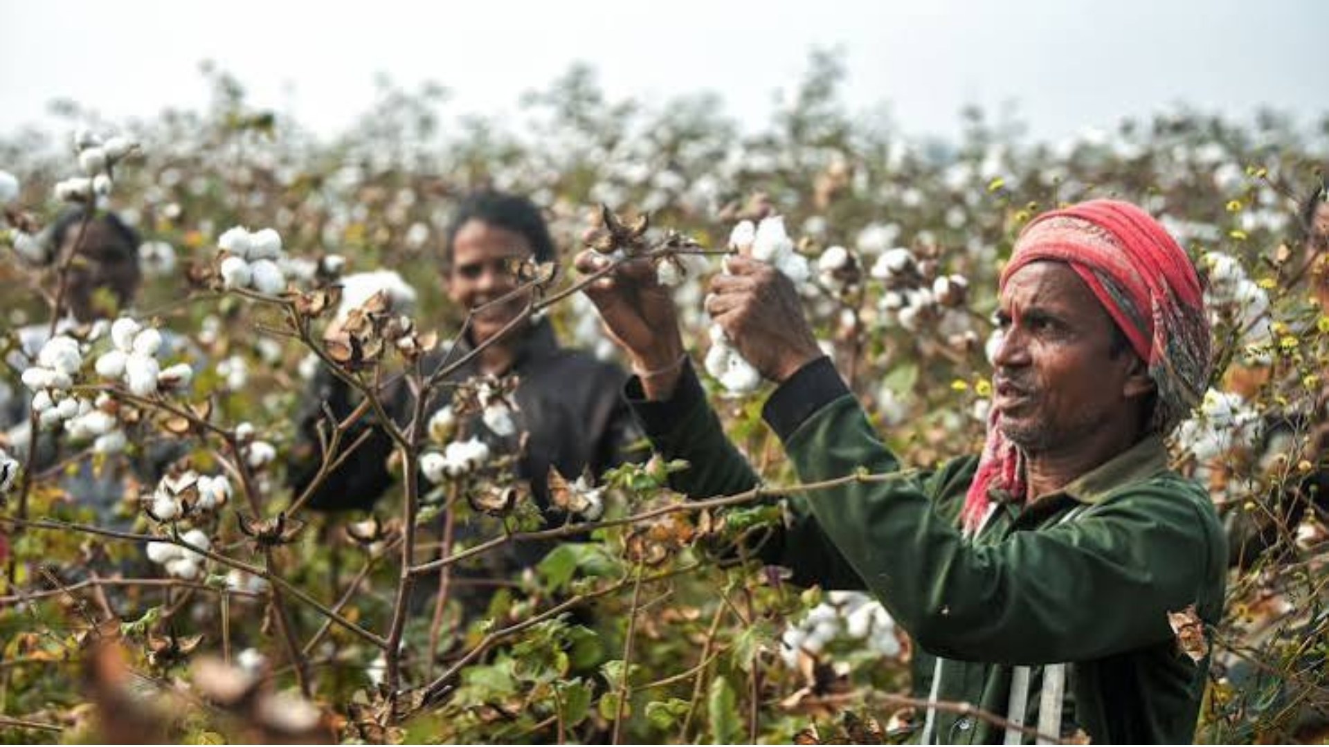 Cotton Import Duty Exemption Extended Until December 31